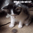 Pixelated image of a cat with black and white fur standing on a brown surface, next to cyan text reading 'i has money' on a black background.