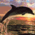 Animated sequence showing a dolphin leaping over waves, transitioning to beach sandals, a diving mask, and a tropical island scene.