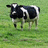 Pixelated black-and-white cow stands on green grass next to large stylized Chinese character with white outline and black fill.