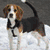 Six show a beagle dog in various poses and backgrounds, with a pink text overlay on the right