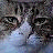 A 48x48 pixel animated buddy icon featuring a close-up of a cat's face on the left and bold text reading "what are you staring at??" on the right, displayed as a contact sheet with two frames.