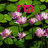 Pixelated image of pink water lilies on green leaves with red text overlays, showing animation changes across frames.