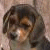 A static image of a dog's face appears on the left, while six to its right display text and evolving pixelated animations against dark backgrounds