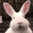Pixelated close-up of a white rabbit's face with pink inner ears against dark background, static image.