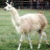 A pixelated llama stands on grass with a blue background displaying text that reads 'That's one SEXY LLAMA!' in white and red letters.