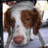 A pixelated dog with brown and white fur appears on the left, while blue text reads "I love Jesse" above a blue heart symbol <3 on the right.