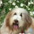 A static pixelated image of a light-colored dog with brown ears and a pink tongue, set against a green leafy background.