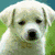 Four distinct dog portraits arranged in a , each with unique breed features and backgrounds