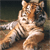 Animals icons for AIM, MSN, MySpace and Yahoo