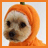 A dog wearing an orange pumpkin costume with a green stem, positioned against a white background.