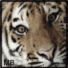 Tiger face with four variations of eye color: brown, green, blue, and red across quadrants.