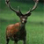 Animals icons for AIM, MSN, MySpace and Yahoo