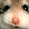 Close-up of a small animal's face with large dark eyes, light brown fur, and a pink nose, cropped tightly around the muzzle.