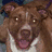 Four dog faces in a : top-left brown with white chest, top-right beagle-like, bottom-left fluffy light-colored, bottom-right empty space