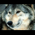 Pixelated close-up of a wolf's face on the left, with green text 'Original Icons .com' on a dark green background to the right.