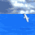 Animated sequence of a dolphin leaping from blue water against a cloudy sky background.