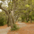 Pixelated static image of a tree with brown trunk and green foliage on a light brown path with blurred background.