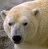 Static close-up of a polar bear's face with pixelated rendering and soft color gradients on light brown, white, black, and gray tones.