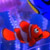 A pixelated 50x50 static buddy icon featuring a red clownfish with white stripes against a blue-purple gradient background, accompanied by a yellow stick-like object in the upper right corner.