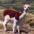 Pixelated image of a brown and white alpaca standing on rocky terrain with green text labels reading 'Alpaca or', 'Magic Llama', and 'Cat Spring Church Camp' on a black background.