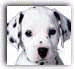 A 4x3 contact sheet of animated frames featuring Dalmatian puppies and Winnie the Pooh characters in various poses and expressions, displayed on a gray background with transparent pixels.