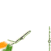 Animated sequence showing a stylized airplane flying over an Indian flag, with text 'HAPPY INDEPENDENCE DAY' appearing in the final frame.