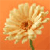 A static pixelated image of a light-colored flower with a dark brown center and green stem against an orange background.