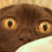 Brown cat with large yellow eyes and white muzzle, showing two distinct facial expressions in a side-by-side comparison.