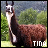 A static image of a brown llama with white facial markings standing in front of green foliage and blue sky, with pixelated text below it.