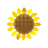 nine sunflower icons with yellow petals and brown centers, each displaying subtle variations in petal arrangement and center texture