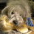 A dog with light brown fur and blue ear accents appears in a static image with no visible motion changes.