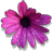Pixelated flower with pink and purple petals radiating from a dark center on a gray background.