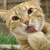 A four- shows a light brown tabby cat with white chest and paws, one displaying text reading "and you call me nuts?!?" above another showing "JUST LOOK AT THIS CAT!"