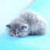 A pixelated gray cat with dark eyes and nose lies on a light blue background, its head turned slightly left with ears perked and body curled.