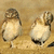 Two pixelated birds stand on a sandy background with text blocks reading 'RETARDS' and 'WE ALL KNOW ONE'.