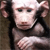Animals icons for AIM, MSN, MySpace and Yahoo