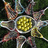 A static image shows a stylized flower with yellow center and multicolored petals on dark green background, next to bright green with blue text reading "Cause I'm just that cool..."