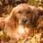 Four golden retriever dog faces arranged in a , each with light brown fur and dark eyes against an autumn leaf background