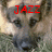A pixelated image of a dog's face with red text above it, showing two variations of the text.