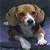 A pixelated beagle dog on the left and green text "Original Icons .com" on a dark background, arranged in a 2x1 contact sheet layout with two sampled frames.