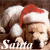A dog wearing a Santa hat with the word 'Santa' displayed below it in white and red text