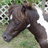 A pixelated image of a brown and white dog lying on grass with text labels 'Babby', 'Blues', and 'Rascal' on a black background.