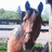 A pixelated horse head appears on the left side of a four-quadrant , with yellow and gray background sections containing pink text