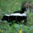 A 48x48 pixel animated buddy icon featuring a skunk in motion on the left and green text reading "Original Icons .com" on the right, displayed as a contact sheet with two frames.