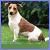 Static pixelated image of a dog sitting on grass with blurred green background, rendered in low-resolution 256x256 pixels.