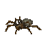Animated sequence of a brown spider with gray abdomen moving across light gray background, showing progressive leg extension and body rotation.