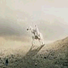 A horse rears up on a grassy hill under an overcast sky, captured in six showing motion progression