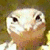 A split-screen image shows a pixelated reptile face on the left and text on the right, with the text changing from 'GOT GECKO?' to 'OH YEAH!'
