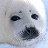 Pixelated image of a seal's face on left, brown outline drawing and text 'Timothy Treadwell' on right with light blue background.