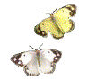 Animated sequence of butterflies with yellow and white wings featuring brown and black markings against a gray background.